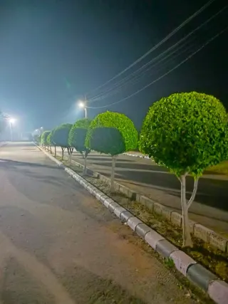 Lit internal road with a kerbed central verge and trimmed trees in Lifestyle City at night
