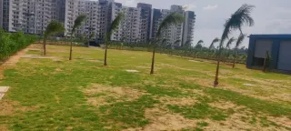 Levelled open ground with young palms inside MGH Anandam, apartment towers behind, Dharuhera